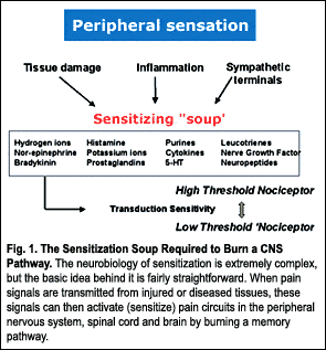 Fig. 1 The Sensitization Soup Required to Burn a CNS Pathway.