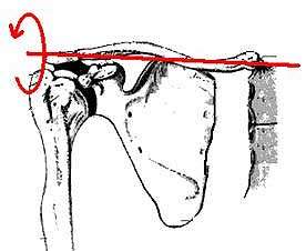 The sternoclavicular joint (SC) provides the only firm attachment for the upper extremity to the axial skeleton.