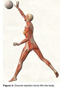Synovial joints, on the other hand, perform best when there is minimal movement between the ilial and sacral articular cartilage surfaces. This minimal movement, termed joint play, not only provides spinal shock absorption, but also enhances lower extremity torque and transverse rotations, which help lift and propel the body through space (Fig. 3).
