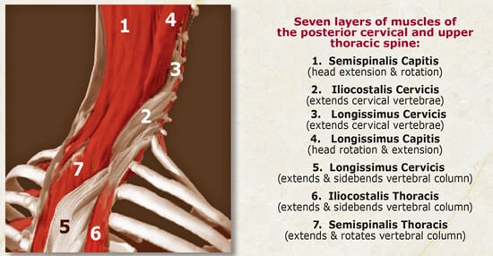 The seven deepest myofascial layers traversing the C7-T1 junction are particularly vulnerable to sustained isometric contraction from forward-head postures (Figure 1).