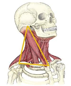 Figure 2: The dual-tent antigravity system. First visualize the SCMs anchoring the front of the cervical spin and head with splentus capitis counterbalancing posteriorly. The second guy wire arrangement has the anterior scalene working in perfect balanced opposition with levator scapulae. Mediclip, Lippincott, Williams & Wilkins. Reprinted with permission.