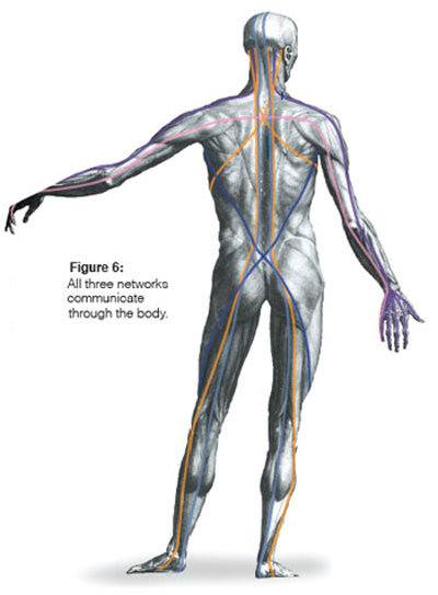 Figure 6. All three networks communicate through the body.