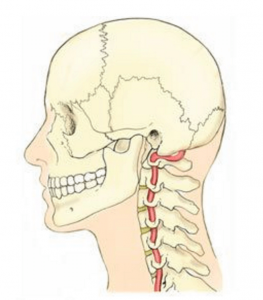 Fig. 4: The vertebral artery is vulnerable during head on neck extension and rotational movements as it is compressed against the posterior arch of the atlas. Poor occipitoatlantal and atlsntoaxial alignment from forward head postures and stomach sleeping coprimises blood flow to posterior and mid-cranial regions.