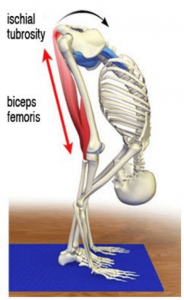 Fig. 2A: Fibers of the biceps femoris help restrain the sacrum