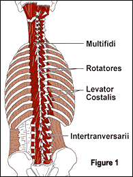 The fourth-layer transversospinalis muscles include the rotatores, multifidus, levator costalis and intertransversarii (Fig. 1).