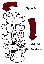 These highly innervated little critters readily pack enough punch to lock spinal joints open or closed with their strong torsional forces (Fig. 3).
