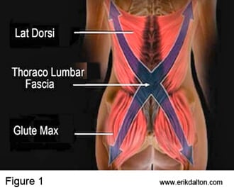 It attaches and is continuous with the biceps femoris, long dorsal SI ligaments, thoracolumbar fascia and crosses over to form the posterior spring system with latissimus dorsi (Fig 1).