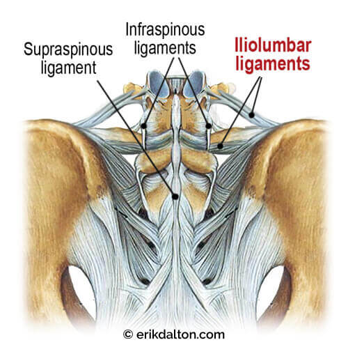 Image 1: Iliolumbar ligaments here attach the ilia to L4 and L5 and blend with the supraspinous and interspinous ligaments.