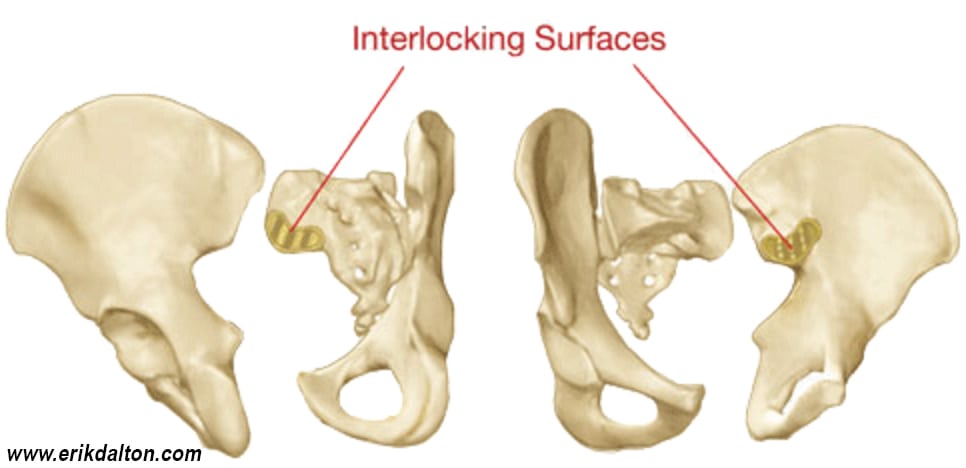 Fig. 3 SI Joint Articular Cartilage Surfaces