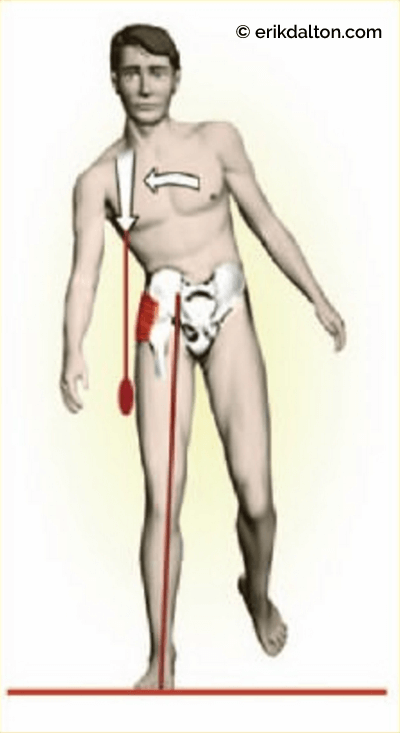 Figure 5: In the normal walking cycle, the right gluteus medius/minimus must fire first to elevate the contralateral ilium (right pelvic side bending) so the left leg can swing through. Courtesy of Erik Dalton.