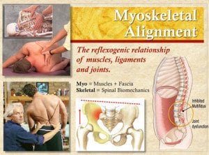 The reflexogenic relationship of muscles, ligaments, and joints. 