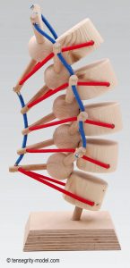Image 2: A tent-like tensegrity arrangement acts as the spine’s primary shock absorber.