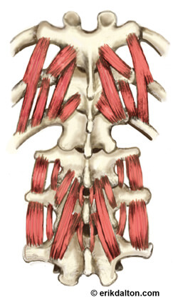 Image 1. Transversospinalis (groove) muscles