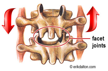 Image 2. Facet joints glide open during forward bending and back on extension