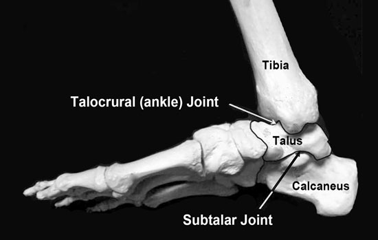 Talocrural Joint