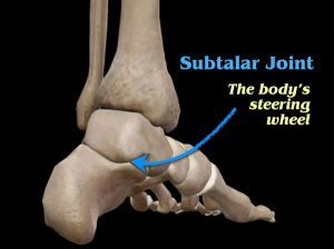 This image shows the bones of the foot with an indication to where the subtalar joint is. It notes the subtalar joint is the body's steering wheel.