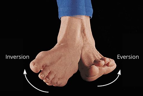 Feet demonstrating the direct of movement for inversion and eversion