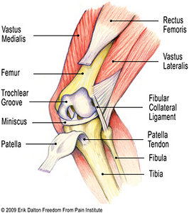 As the knee flexes and extends, the patella glides through the trochlear groove in the distal femur (Fig. 1).