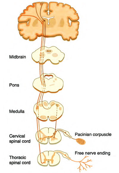 Spinal Cord.