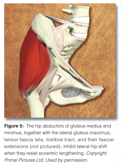 Figure 5. The hip abductors of gluteus medius and minimus, together with the lateral gluteus maximus, tensor fascia lata, iliotibial tract, and their fascial extensions (not picture), inhibit lateral hip shift when they resist eccentric lengthening.