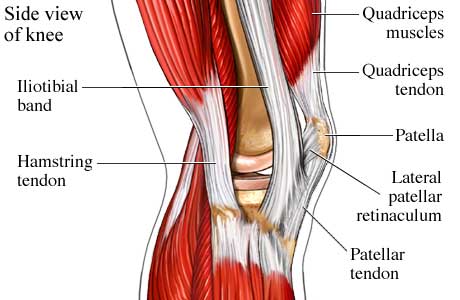 ITBF is generally thought to be a multi-factorial, non-traumatic, overuse condition in which the distal aspect of the iliotibial band rubs over the lateral femoral epicondyle during repetitive knee flexion and extension movements (Fig. 2).