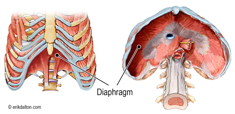 Image 2. Diaphragm