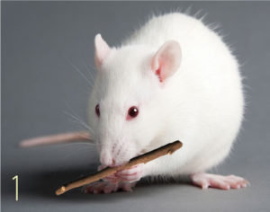 1. Rat chewing on a stick as a stress outlet