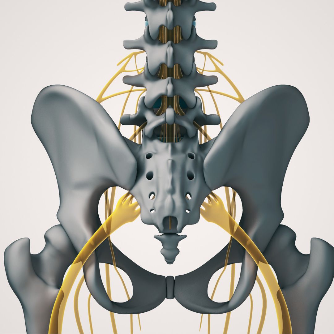 Neurodynamic Patterns An Introduction to the Neurodynamic Techniques used in MAT - Erik ...